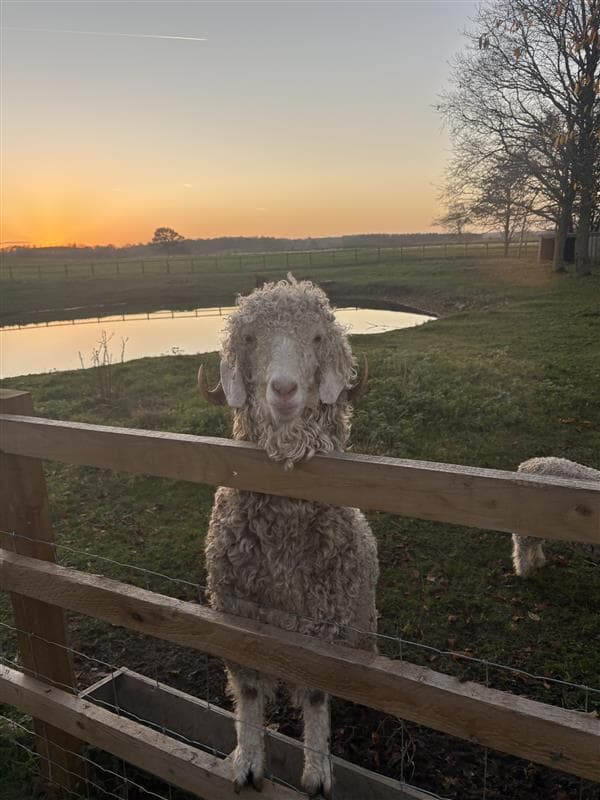 A sheep at Harrison Spinks' Flaxby farm