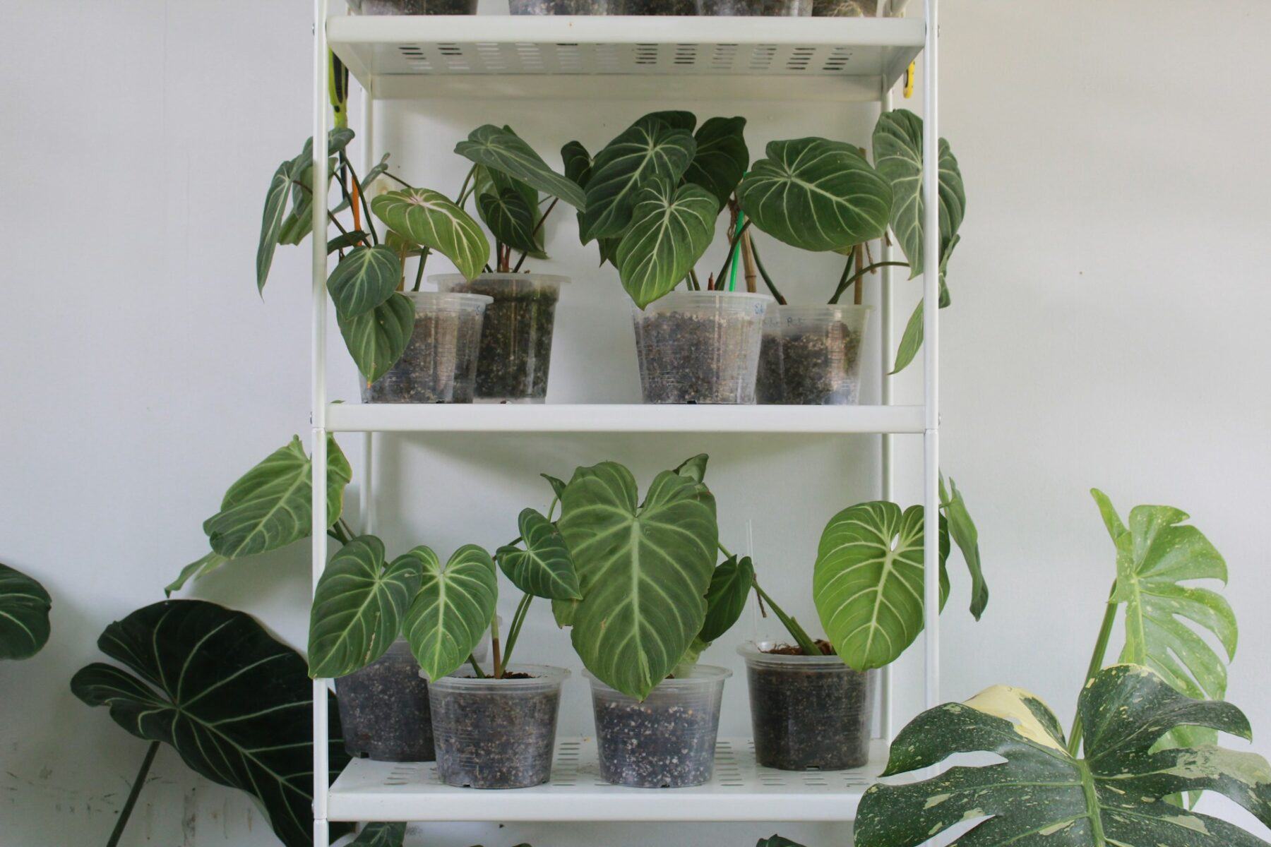 Plants on shelves