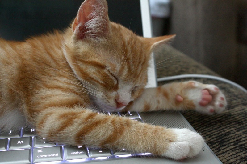 Cat asleep on keyboard