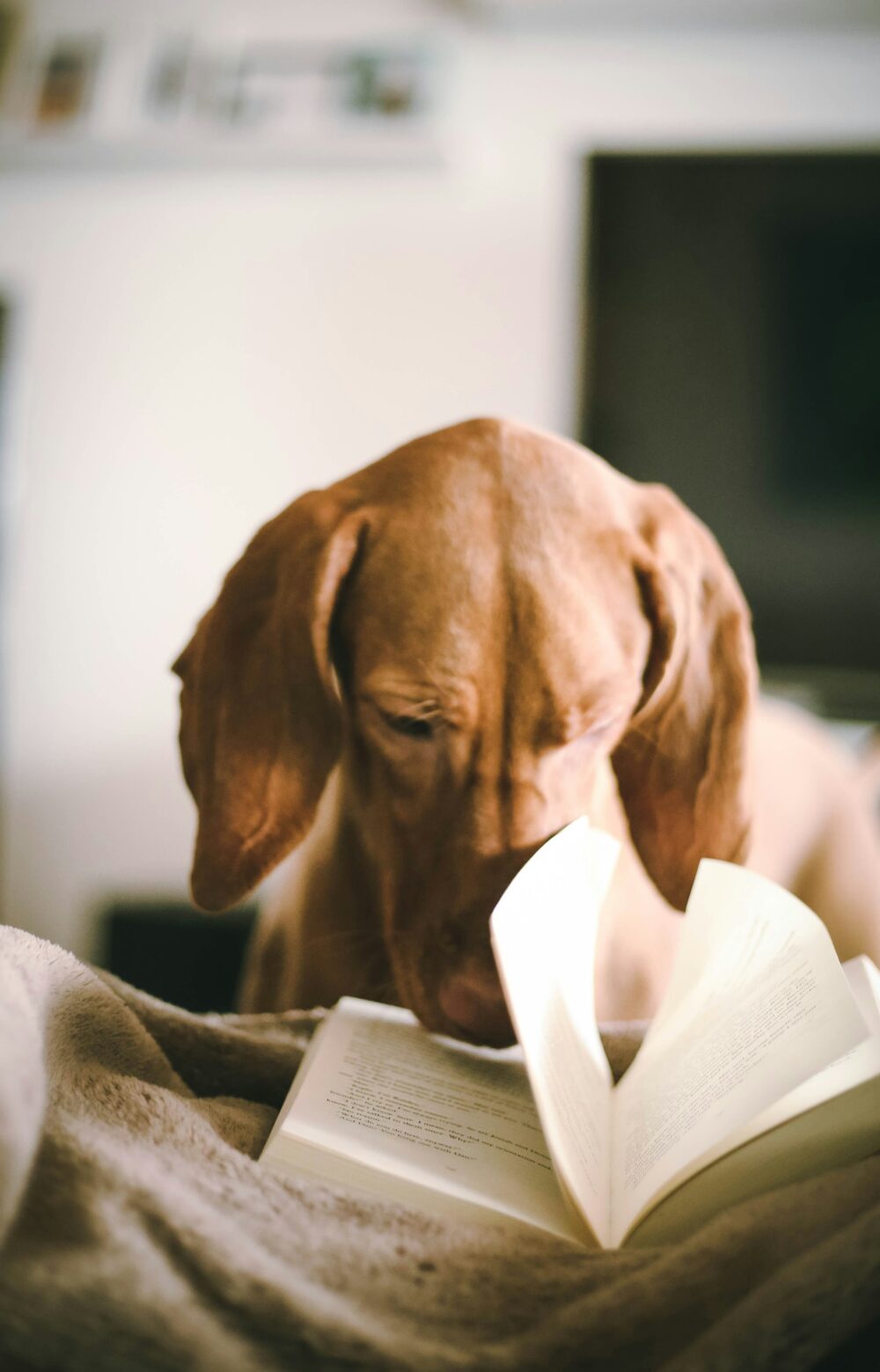 Reading a book