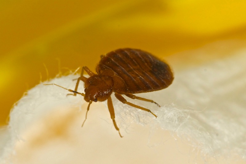 An image of a bed bug