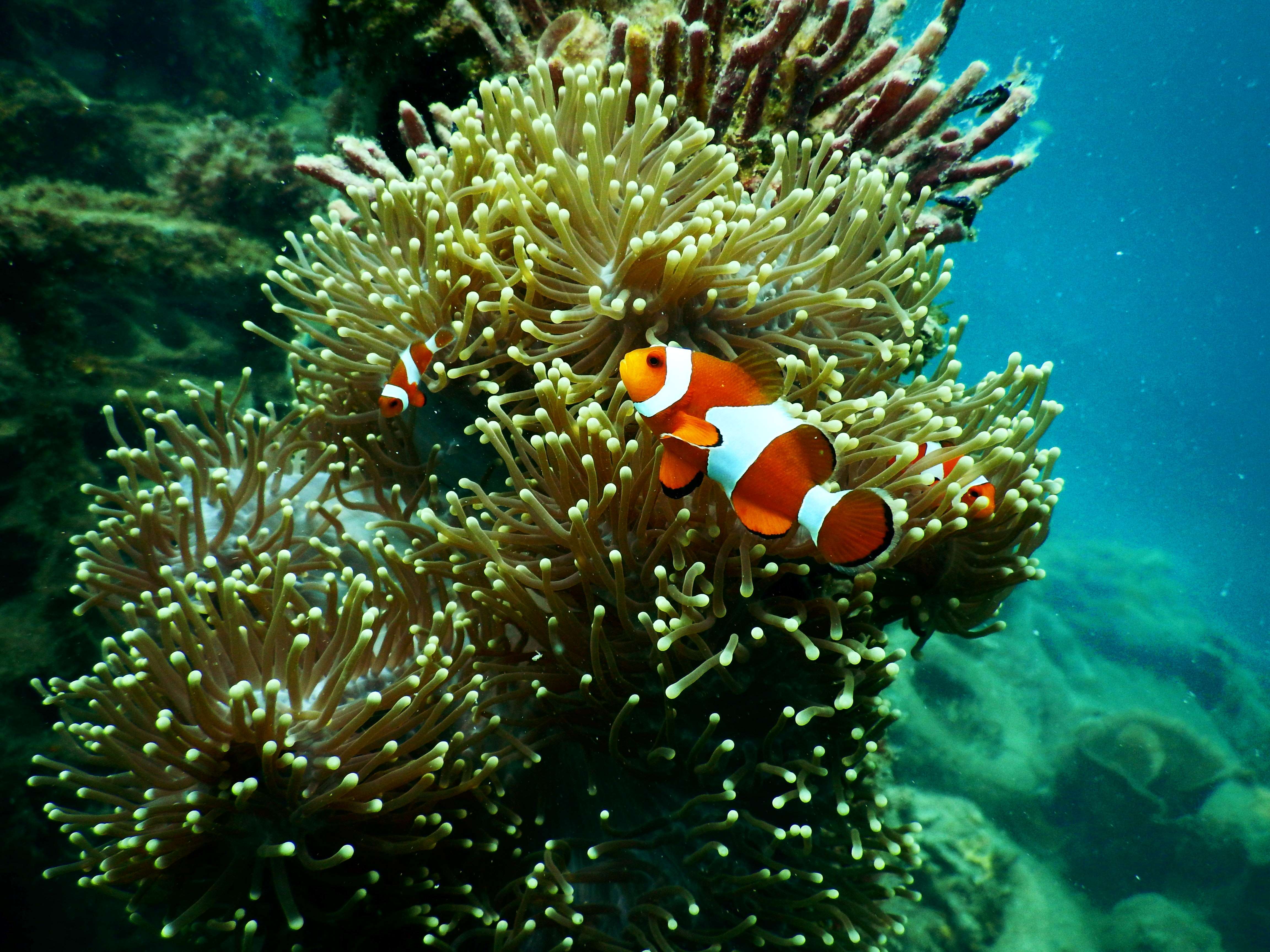 Clown fish