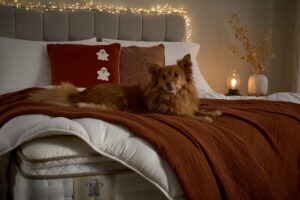 Dog on bed with terracotta accessories