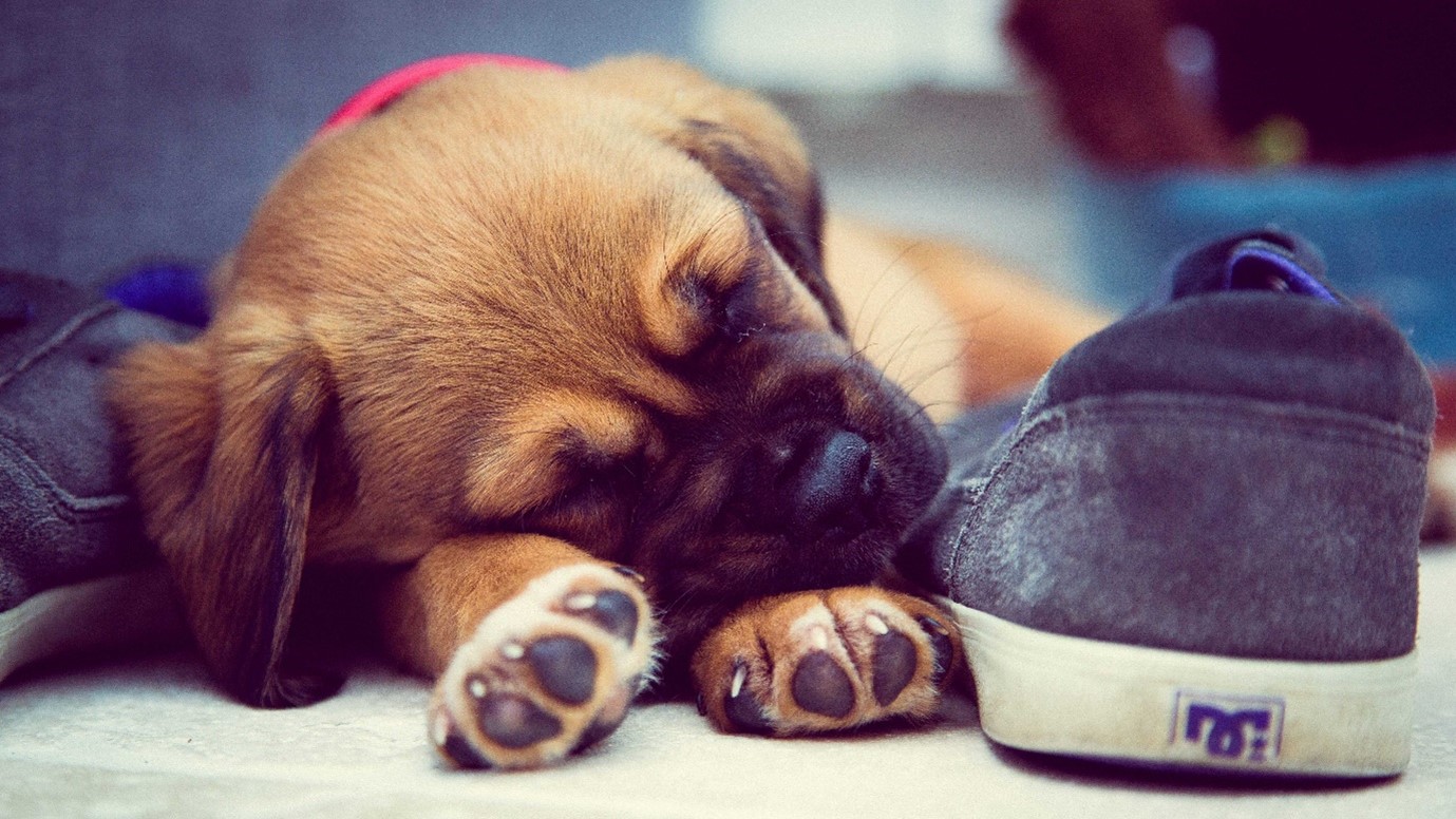 Sleeping puppy beside a blue shoe