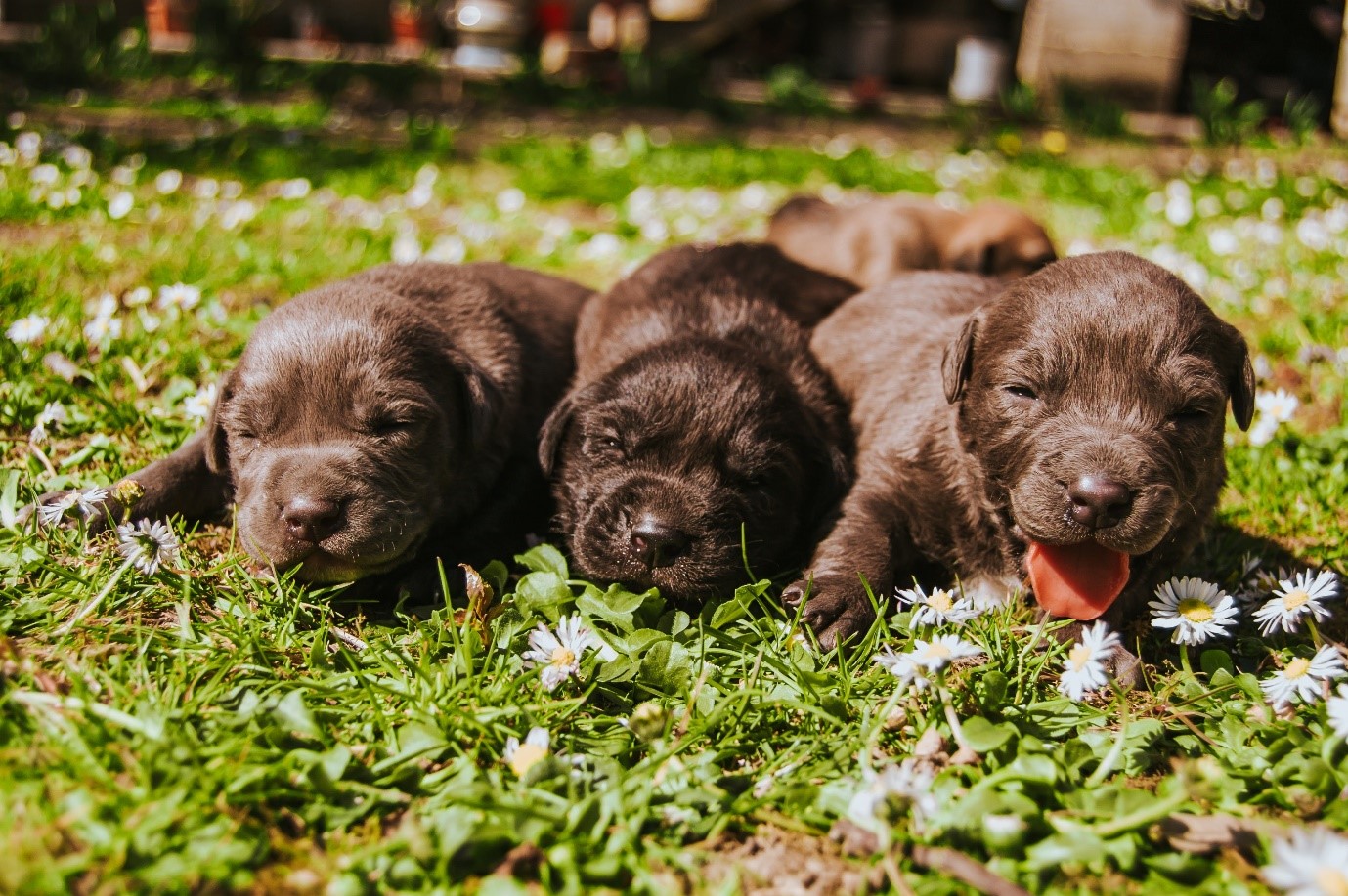 Three sleeping brown puppies