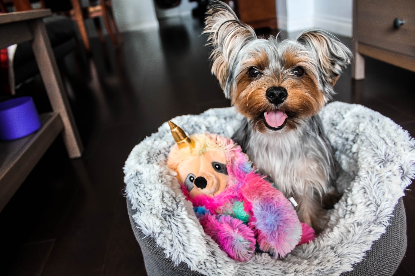 Yorkshire terrier sitting in a dog bed
