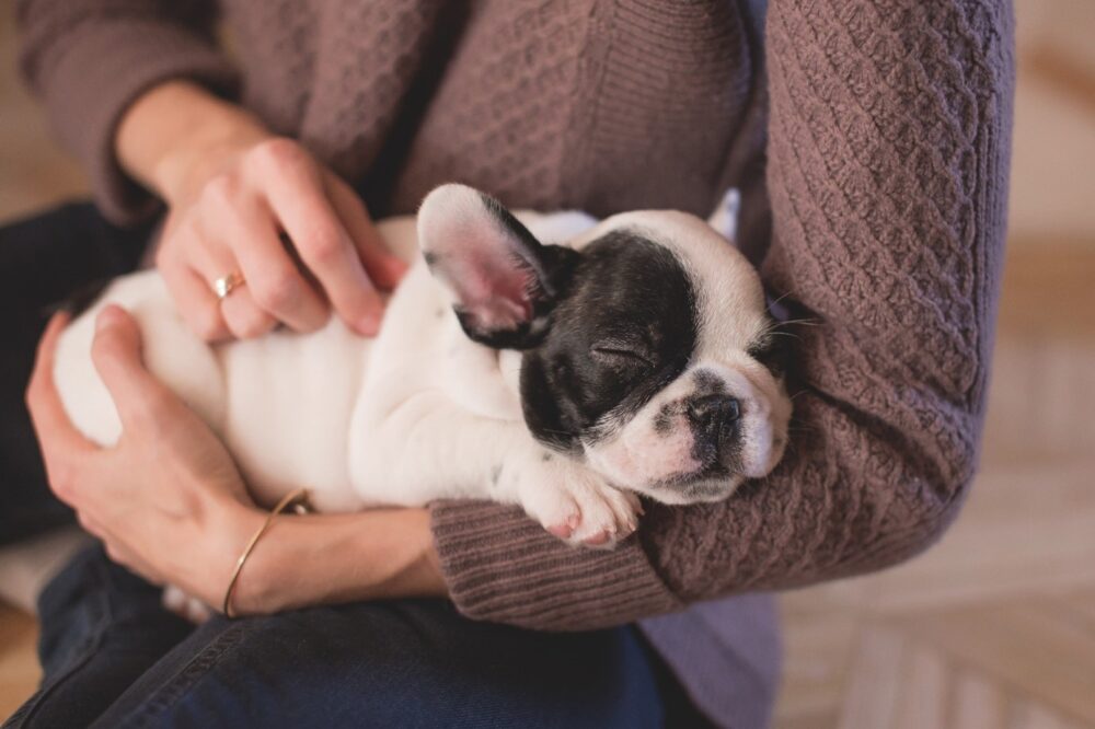 French bulldog asleep in a woman's arms