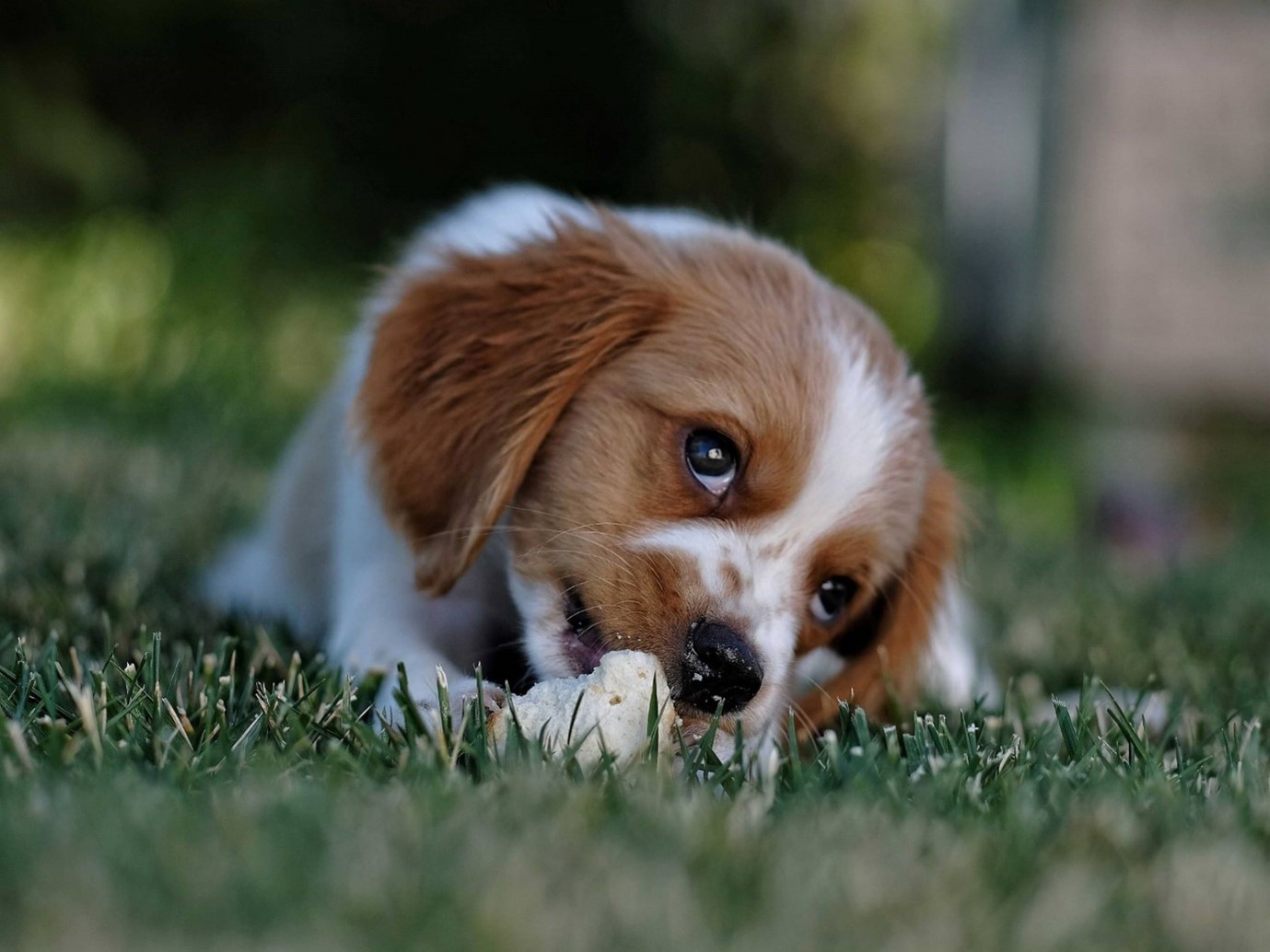 White and tan puppy chewing a bone on the grass