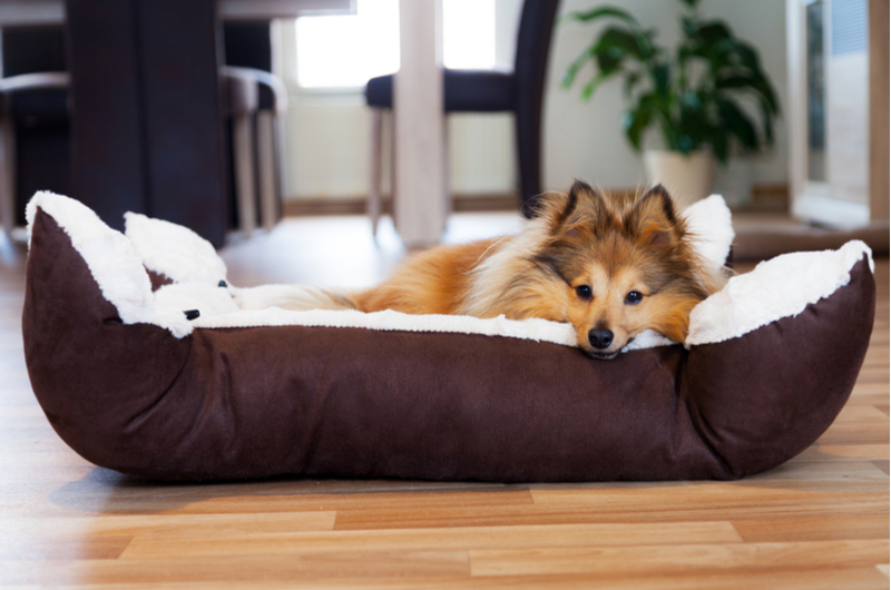 あなたの犬と一緒に寝ることの効果-睡眠問題クラブ