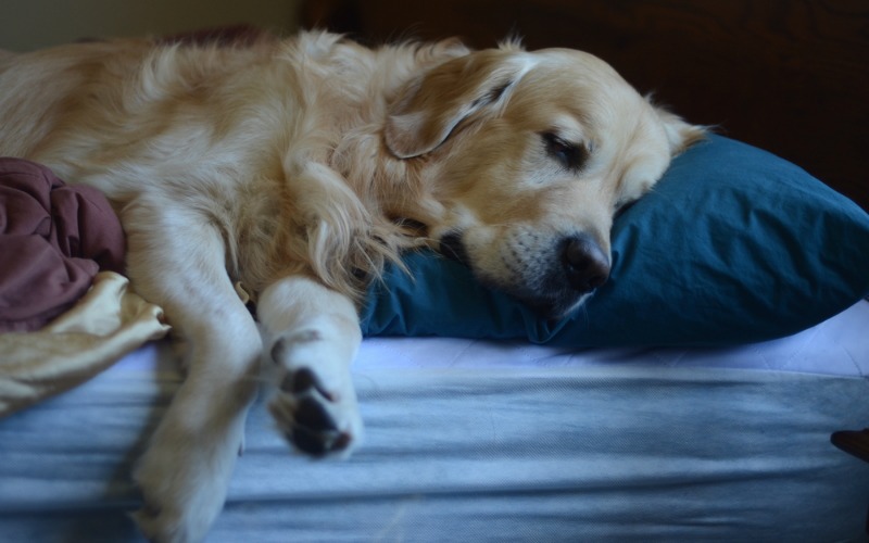 Dog sleeping