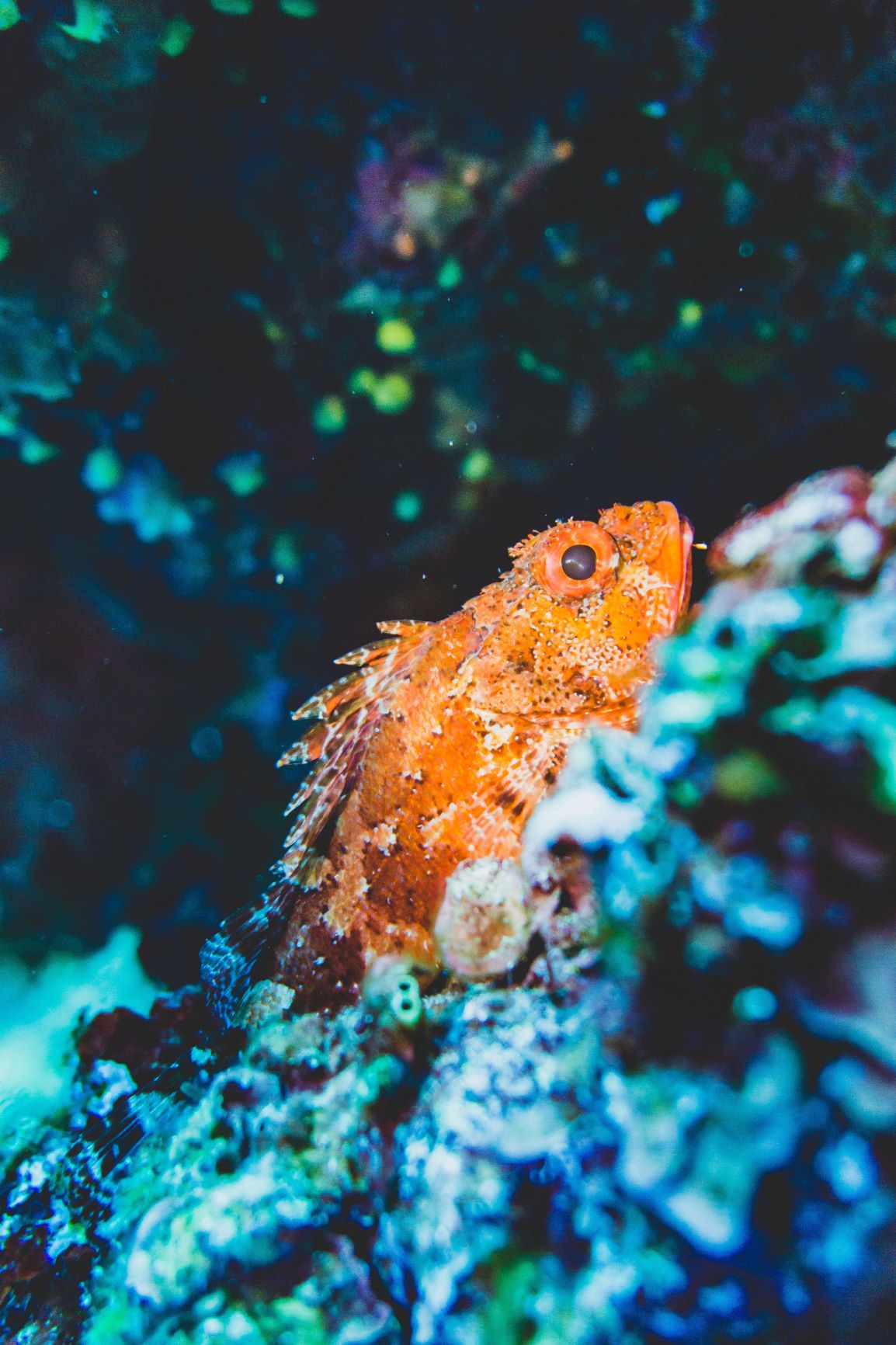 Fish on coral