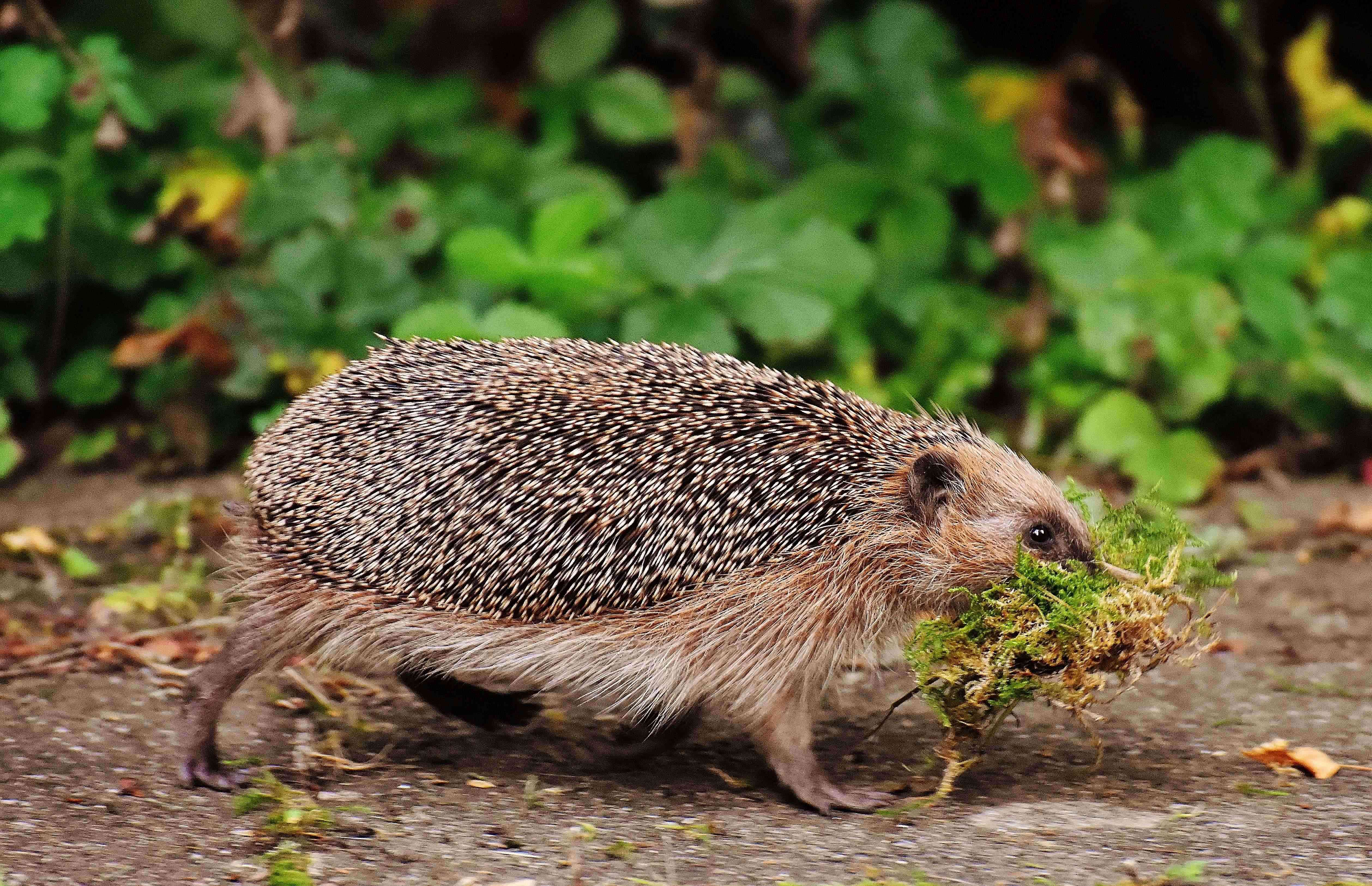 hedgehog carrying moss