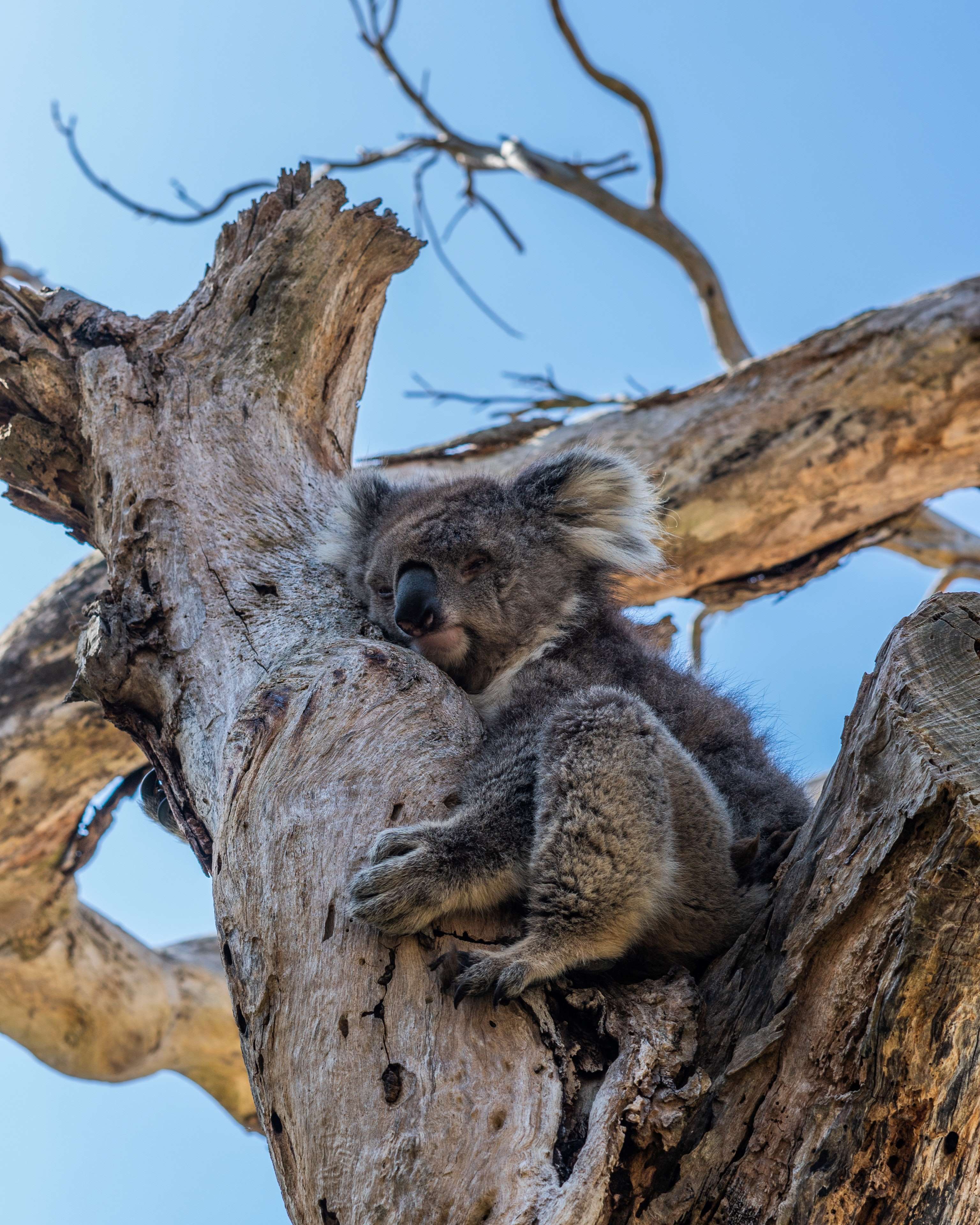 sleeping wild animals