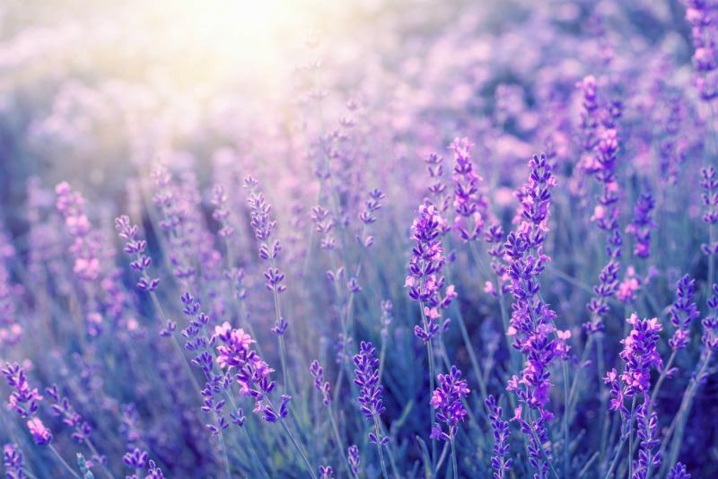 Image of lavender field