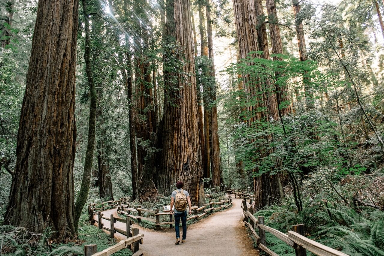 Man in forest deciding between two paths