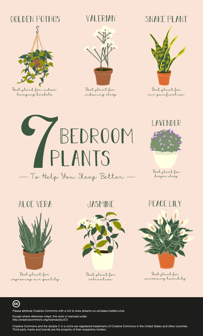 Non Flowering House Plants With Names - Junior Paiva