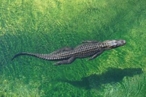 An alligator swimming through clear waters, with greenery underneath it.
