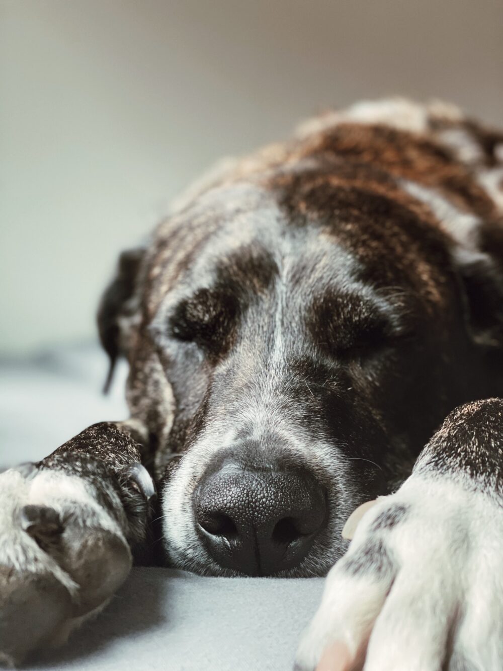 What Do Dog Dreams Mean? Sleep Matters