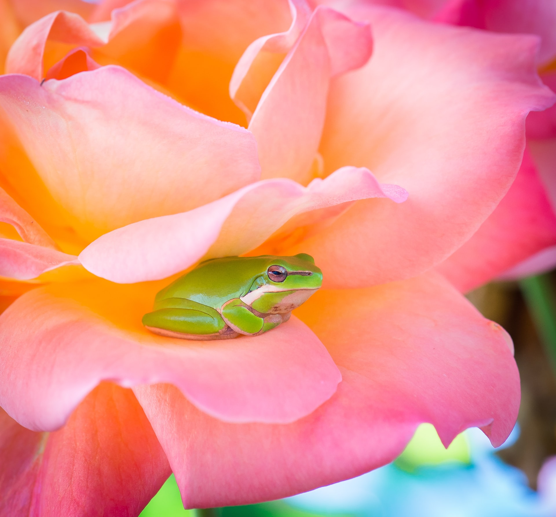 What Do Dreams of Frogs Mean? | Sleep Matters Club What Do Dreams of Frogs Mean? | Sleep Matters Club