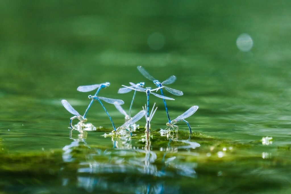 What Do Insect Dreams Mean? | Sleep Matters
