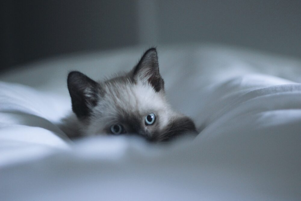A colourpoint kitten in a white bed