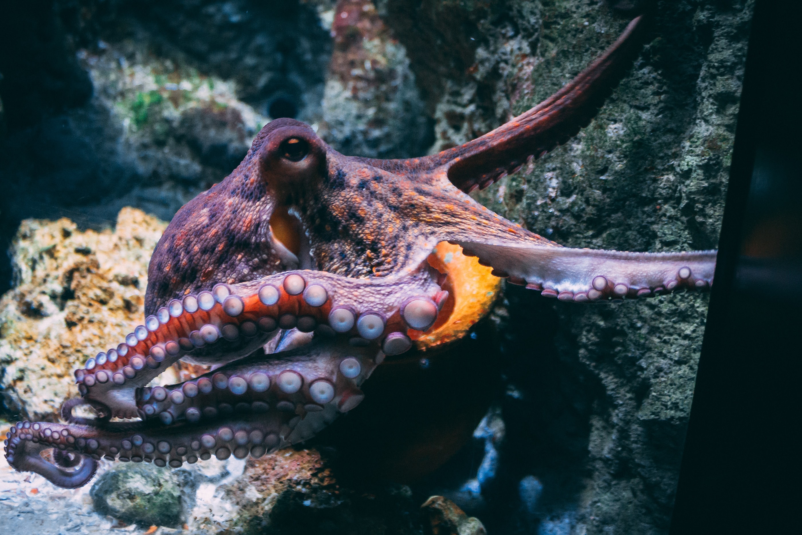 What Do Octopus Dreams Mean Sleep Matters
