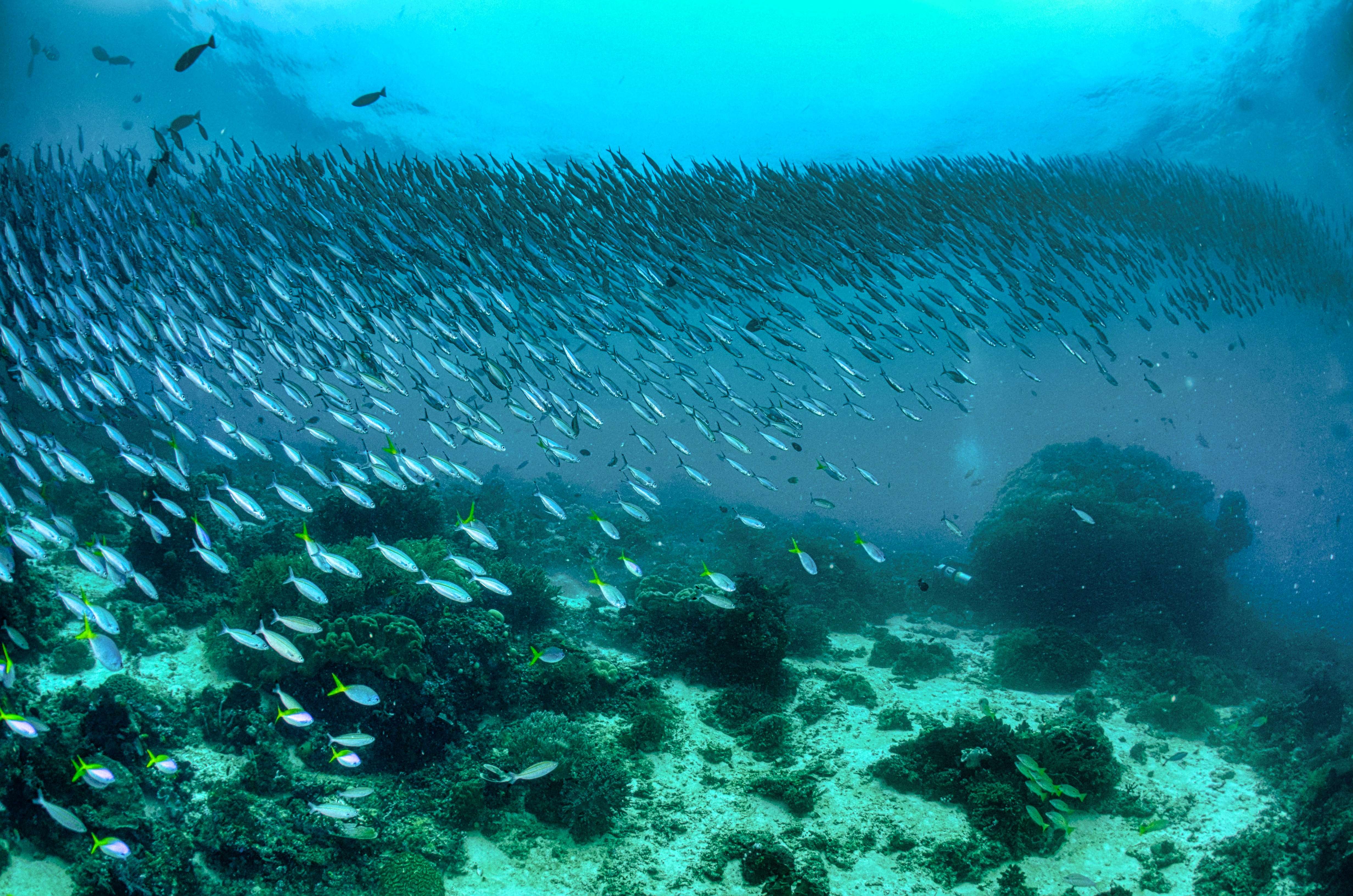 Shoaling Fish