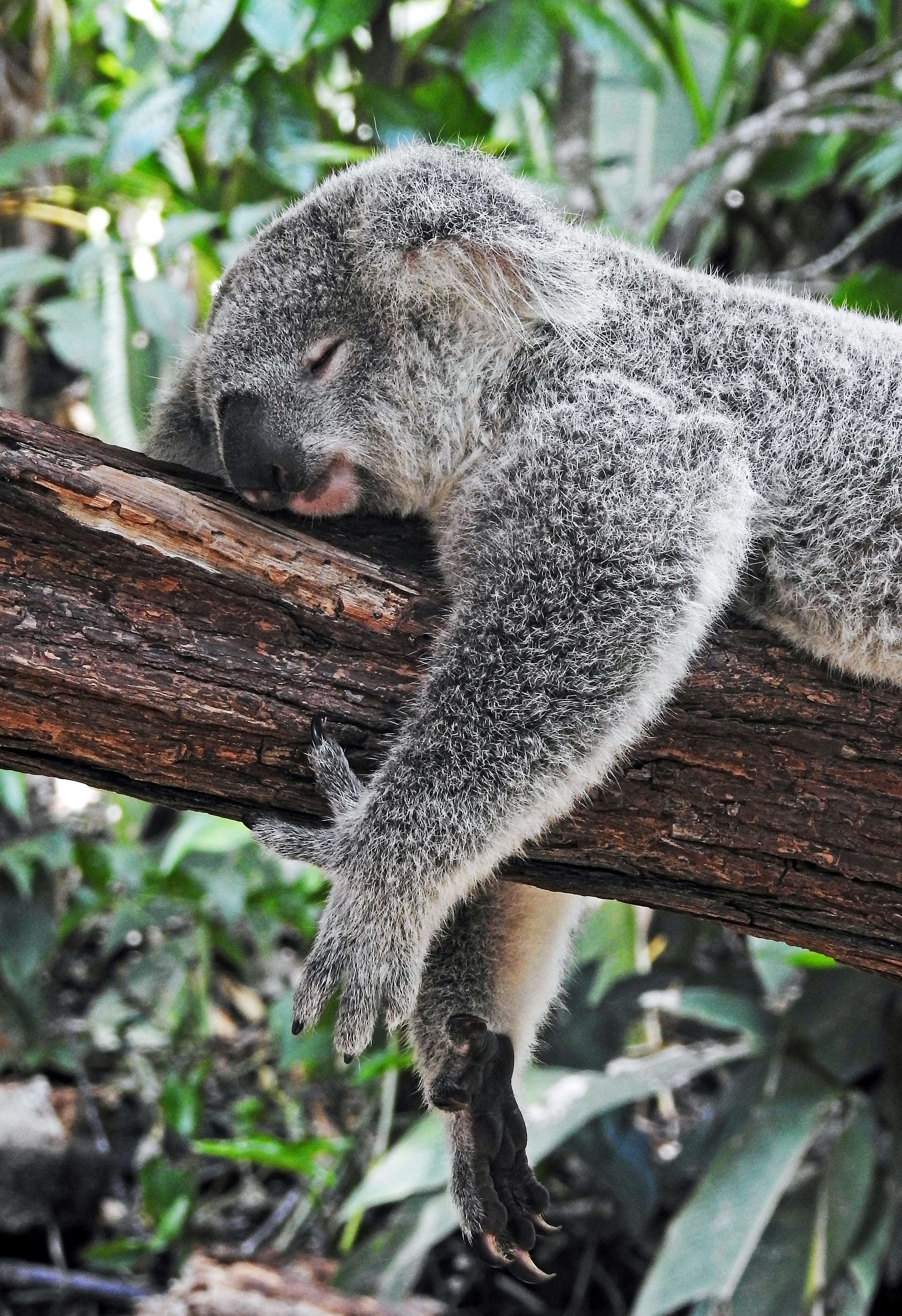 Koala sleeping on branch