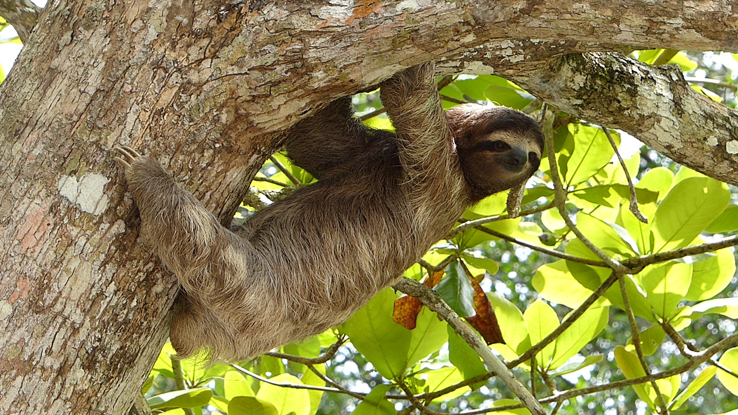 Which Animals Sleep The Most | Sleep Matters Club Which Animals Sleep The Most | Sleep Matters Club
