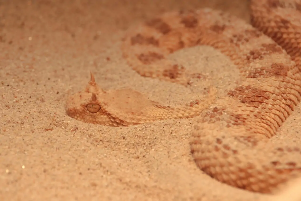 Snake hidden in sand