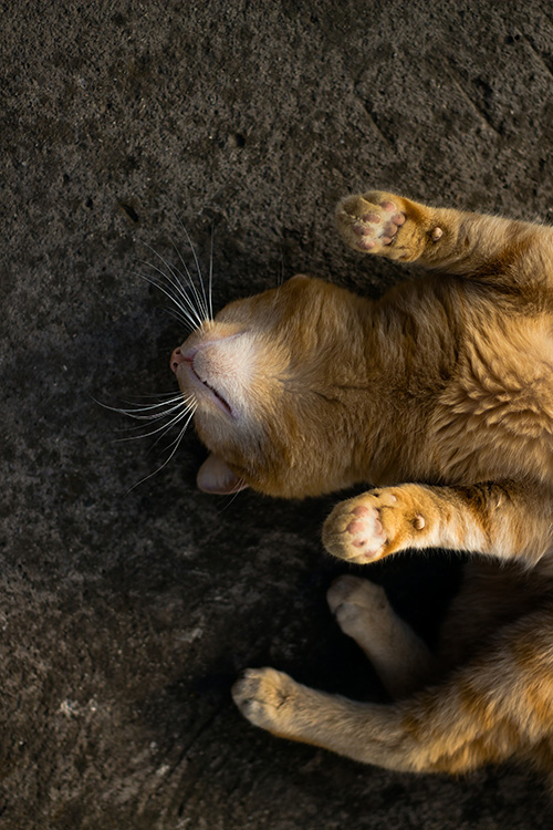 cat sleeping in a position with belly up