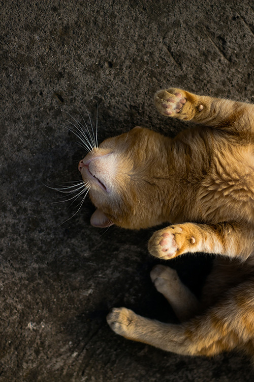 cat sleeping in a position with belly up