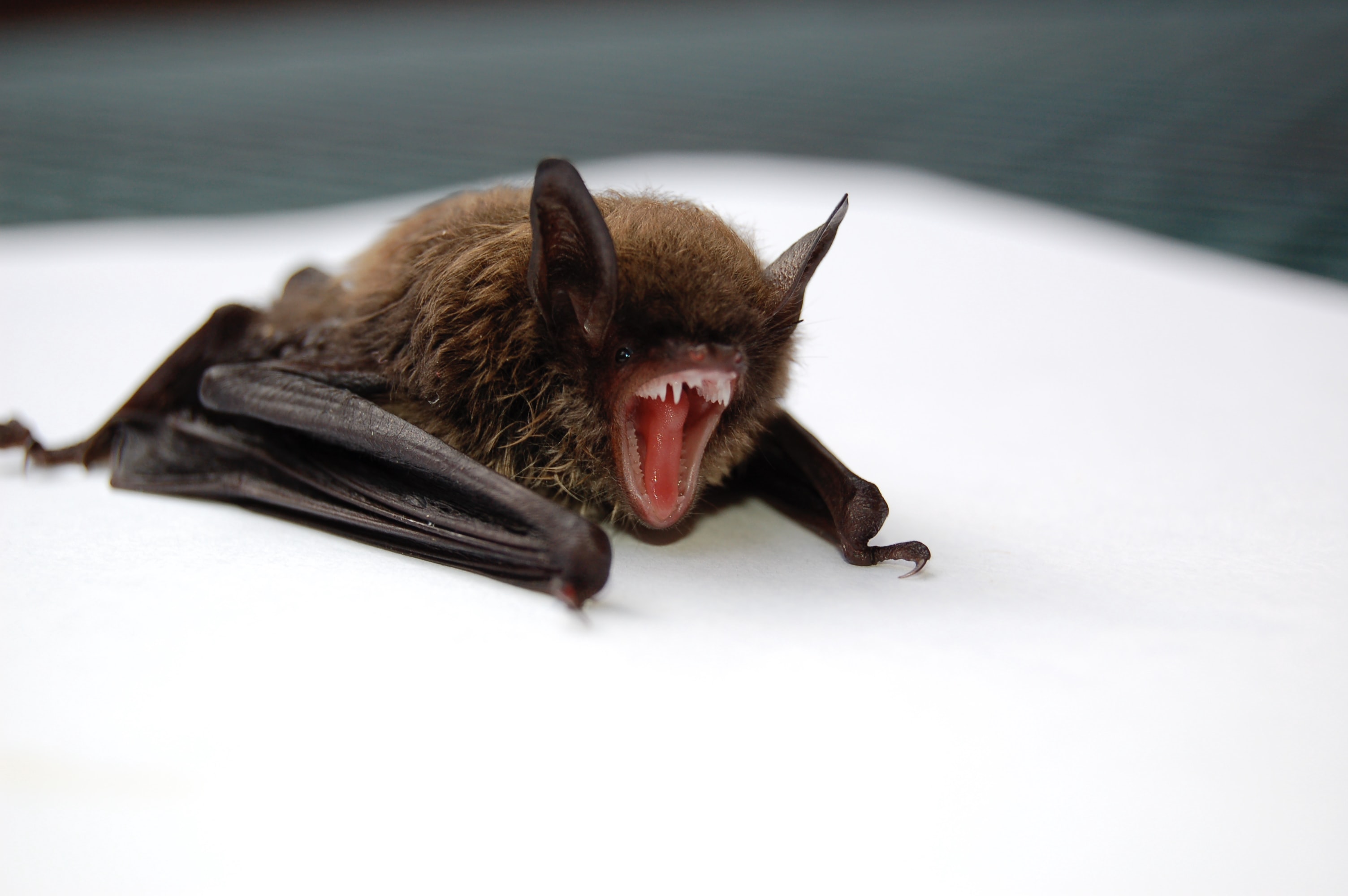 bat yawning