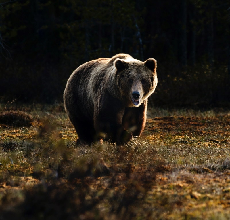 bear-chronotype