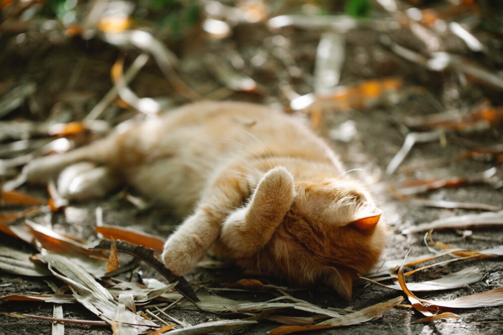 cat napping outside