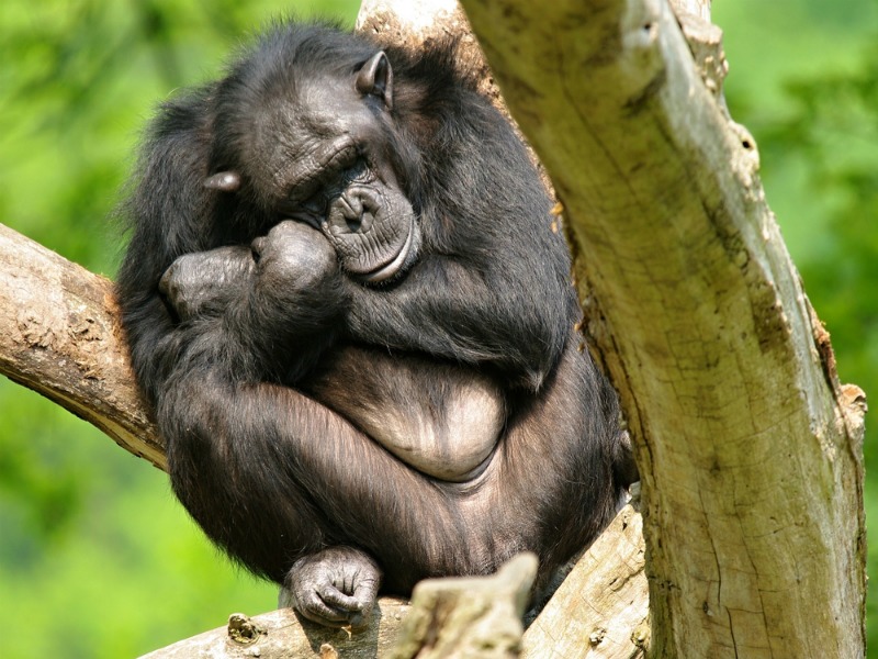 Chimpanzees can be very selective about where they sleep