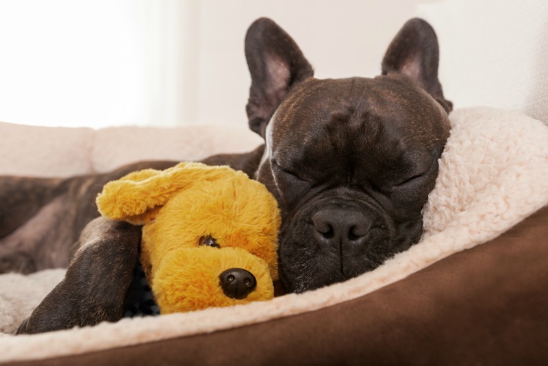 cama para perros