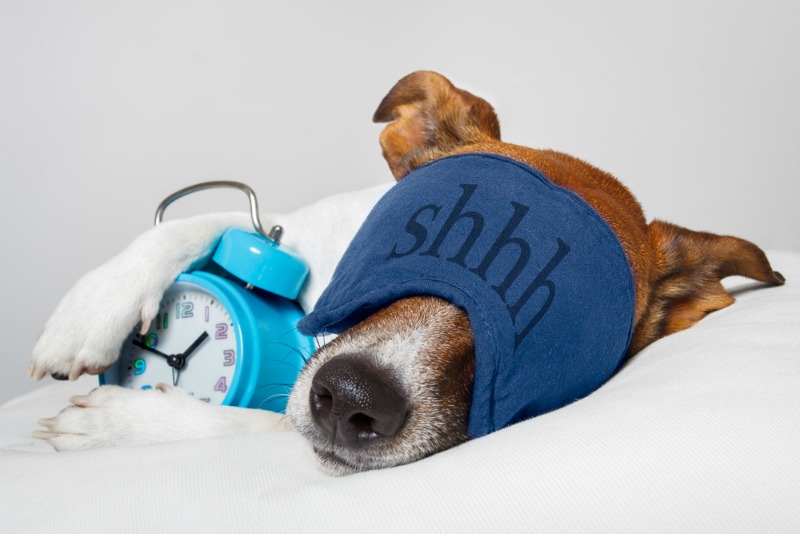 A jack russel terrier dog with a blue sleep mask and a blue alarm clock