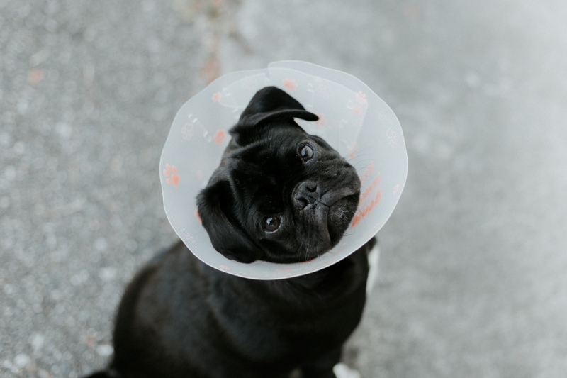 Small pug wearing a cone and looking up