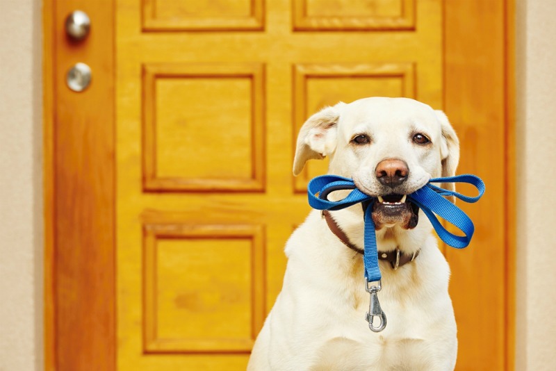 passeggiata del cane