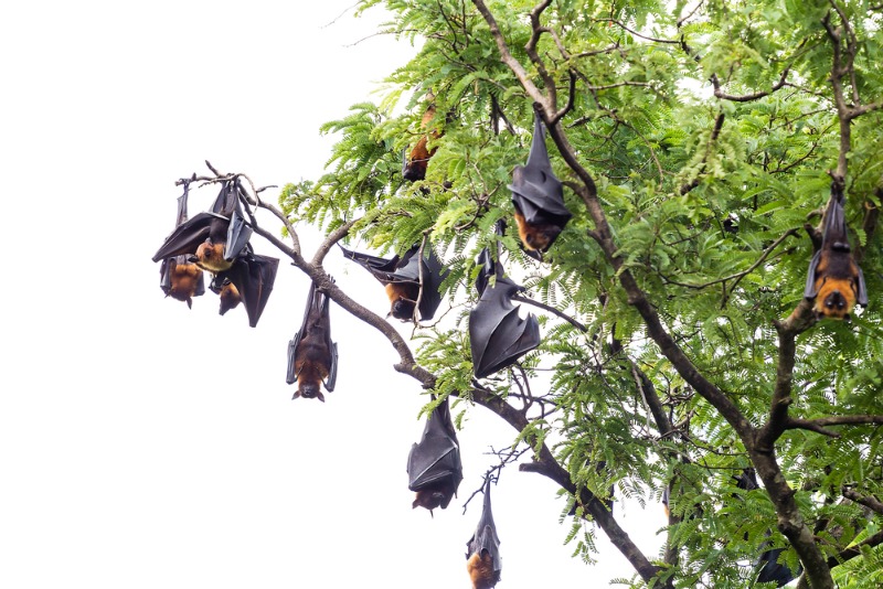 Bats sleep upside down to reduce competition for sleeping spots