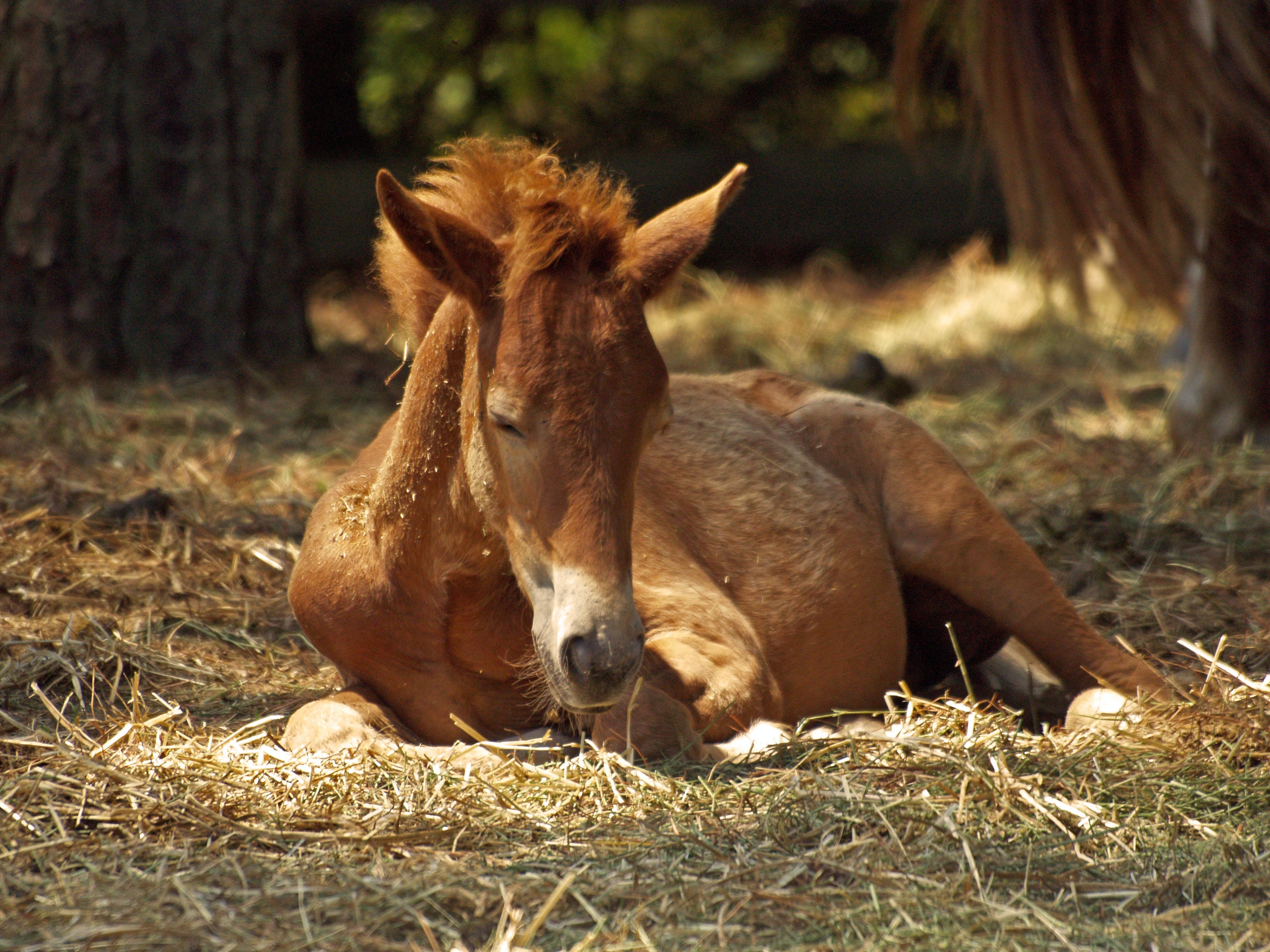 sleeping foal
