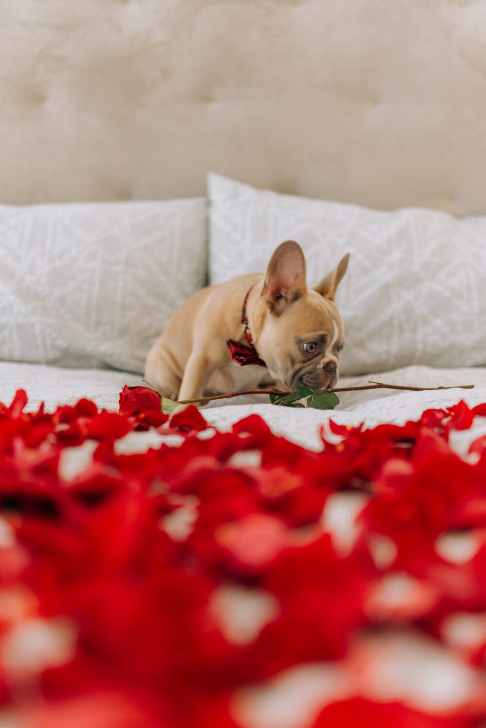 Dog on bed with rose petals