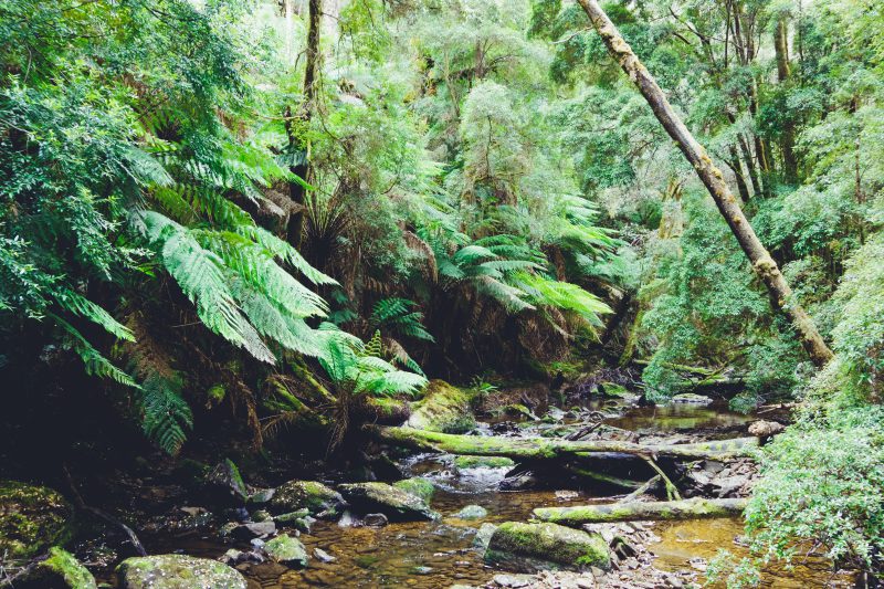image of rainforest to show it as a sound for sleep