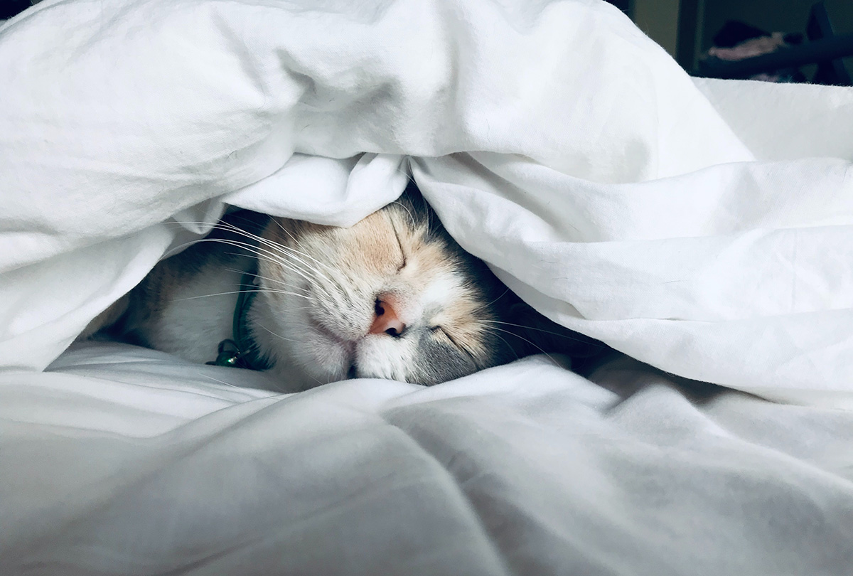 cat sleeping underneath a duvet