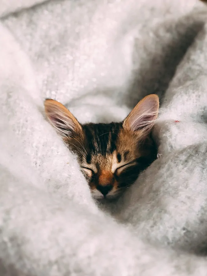 kitten asleep wrapped in a duvet