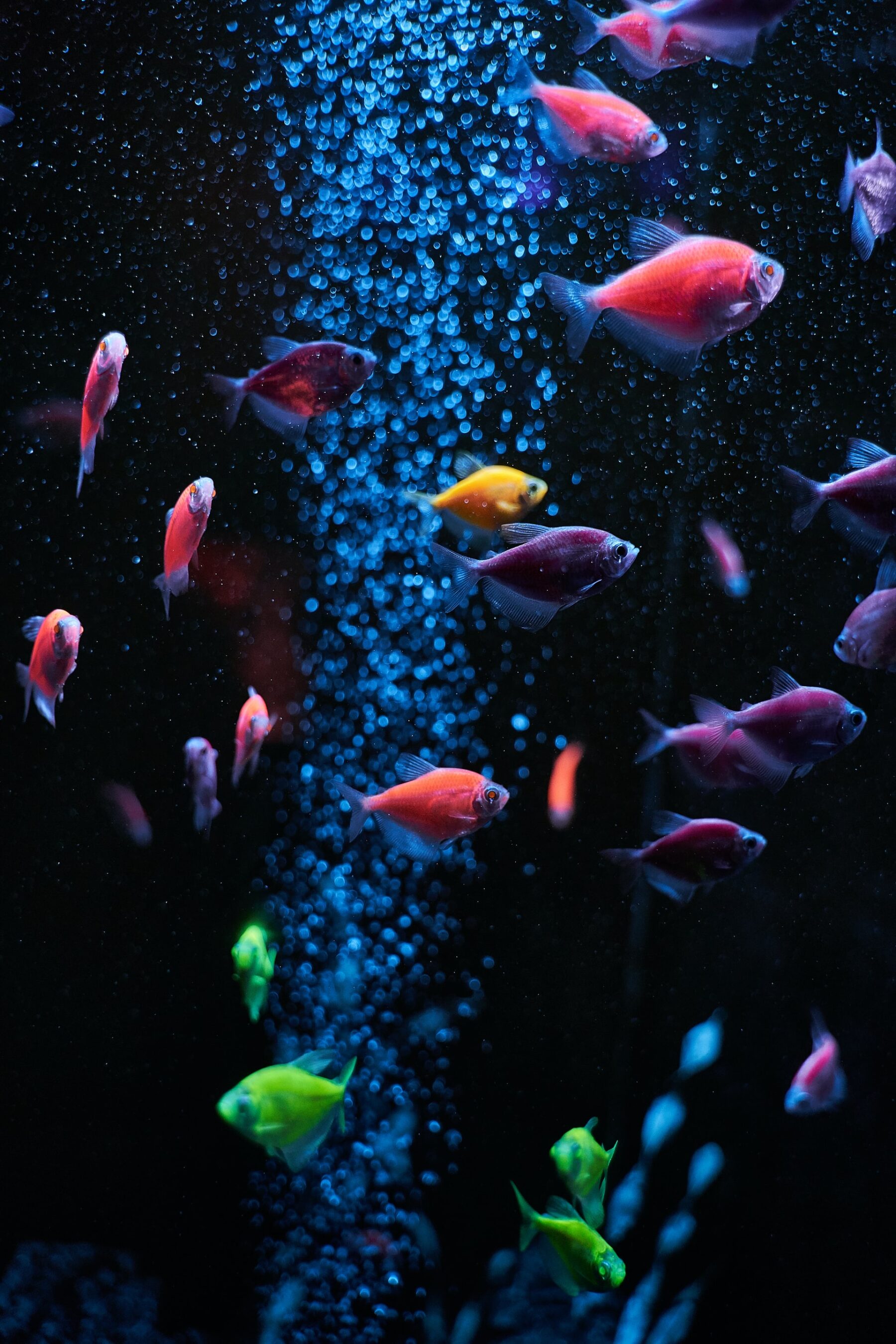 Do Fish Sleep? Fish Sleeping Habits Explained