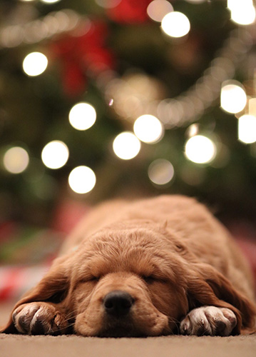 dog sleeping in lions pose