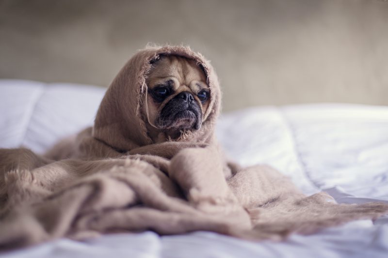 Image of a dog in a blanket to show poor sleep through lack of water