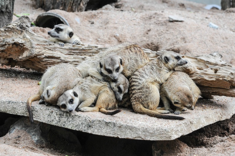 Meerkats sleep in a heap with the matriarch in the middle